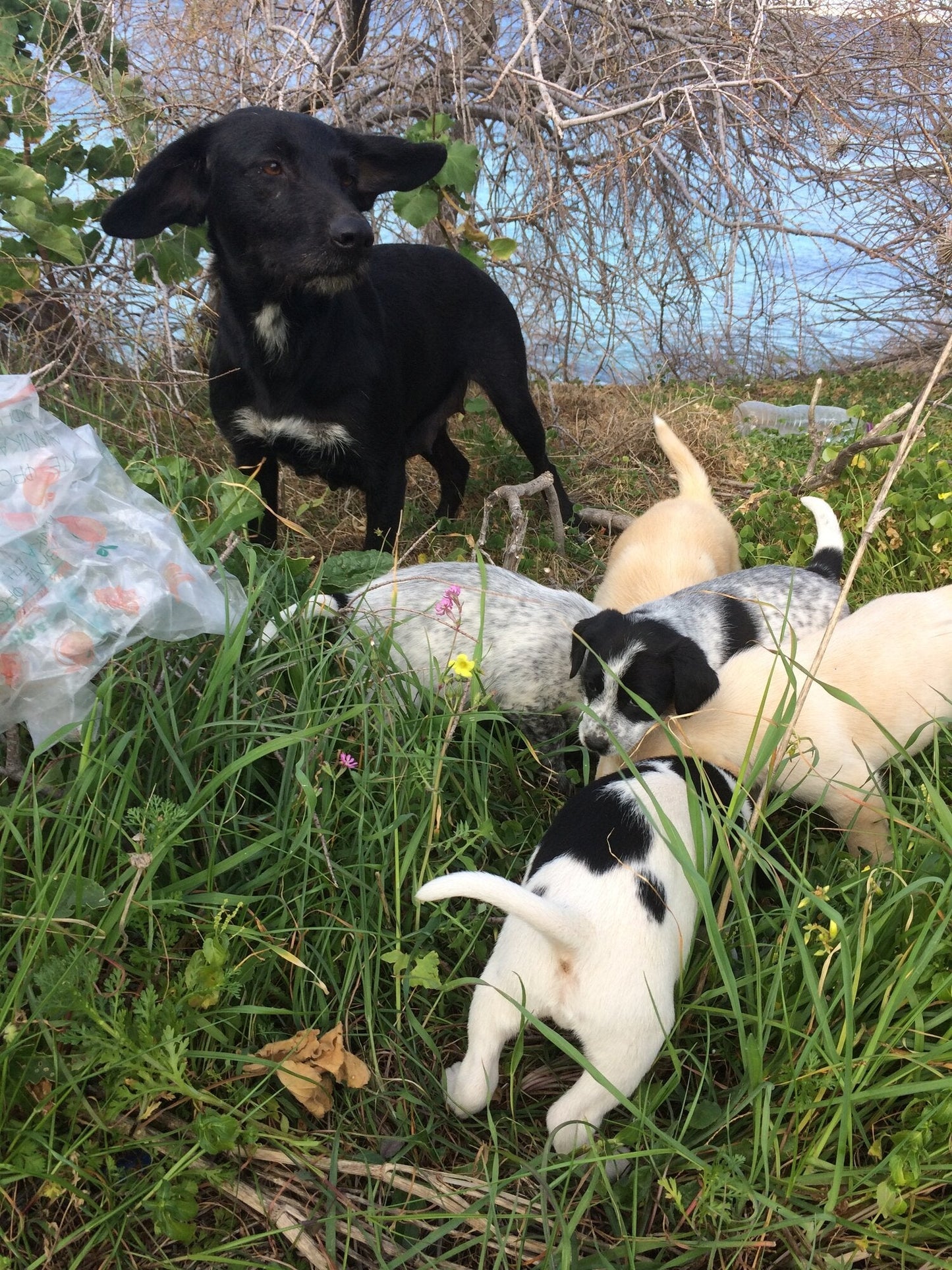 Feed a Rescue Dog